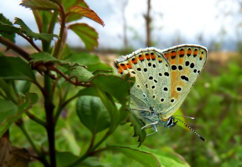 Lycaena tityrus (PODA 1761) - ssp. subalpina (SPEYER 1851)